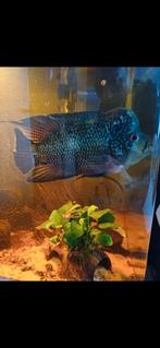 Flowerhoren met aquarium goed thuis, Dieren en Toebehoren, Vissen | Aquariumvissen, Vis