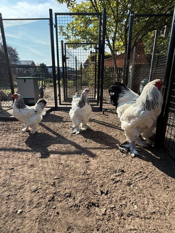 Brahma zwart-wit foktoom, Dieren en Toebehoren, Pluimvee