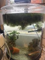Aquarium, Dieren en Toebehoren, Ophalen, Zo goed als nieuw, Gevuld zoetwateraquarium