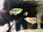 4x schuttervisjes, Dieren en Toebehoren