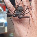 Zweepspinnen, Animaux & Accessoires, Insectes & Araignées