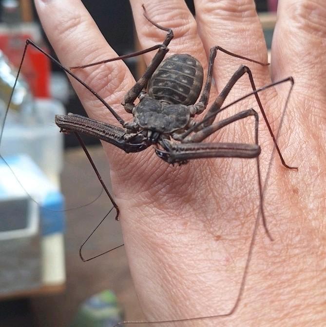 Zweepspinnen, Animaux & Accessoires, Insectes & Araignées