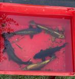 Gratis - Koi en karper, Dieren en Toebehoren, Vissen | Vijvervissen