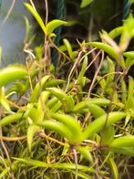 tolumnia hawkesiana dwerg orchidee, Dieren en Toebehoren, Ophalen of Verzenden