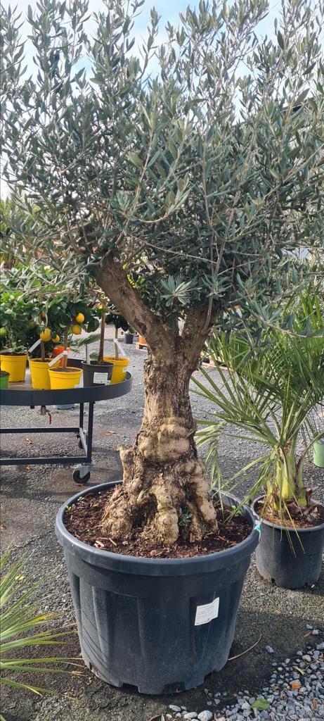 Olijfboom Olea Europaea, Tuin en Terras, Planten | Bomen, Olijfboom, Ophalen