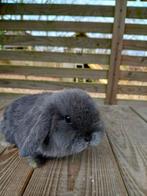 Nederlandse hangoordwerg vrouwtje, Dieren en Toebehoren, Konijnen