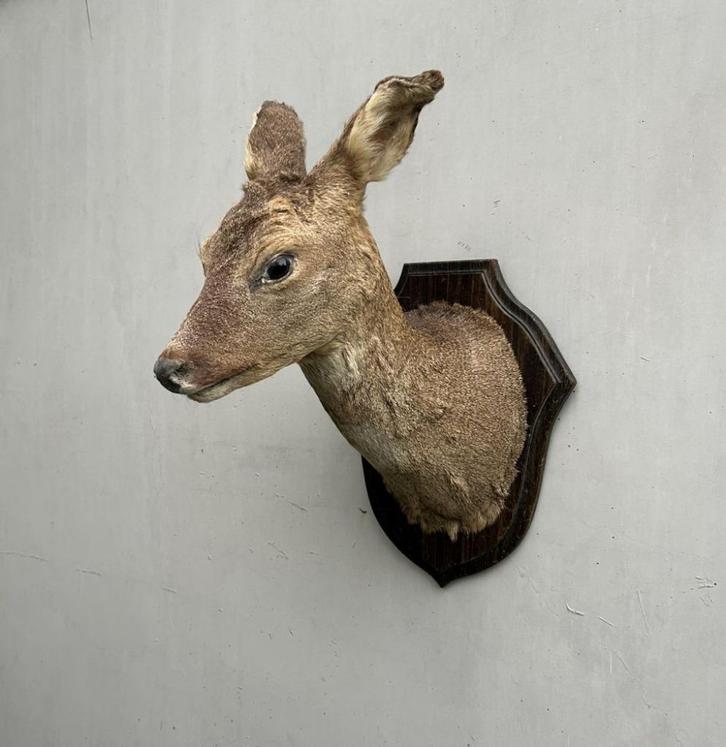 Opgezette hertekop, hinde, hert of ree - taxidermie, Verzamelen, Dierenverzamelingen, Gebruikt, Gewei of Kop, Hert, Ophalen of Verzenden