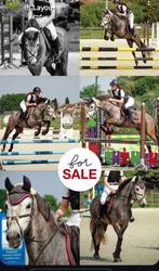 D pony, Dieren en Toebehoren, Ruin, B, D pony (1.37m tot 1.48m), 3 tot 6 jaar