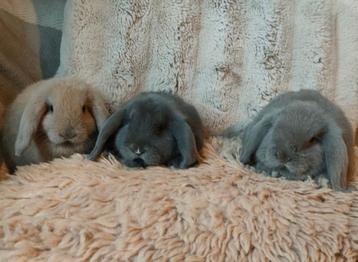 Minilop konijntjes raszuiver. beschikbaar voor biedingen