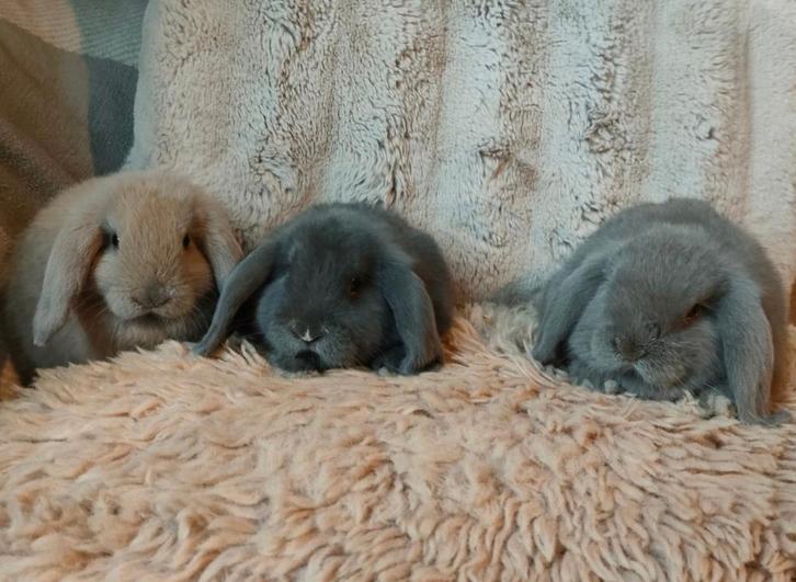 Minilop konijntjes raszuiver., Dieren en Toebehoren, Konijnen, Dwerg, Meerdere dieren, 0 tot 2 jaar, Hangoor