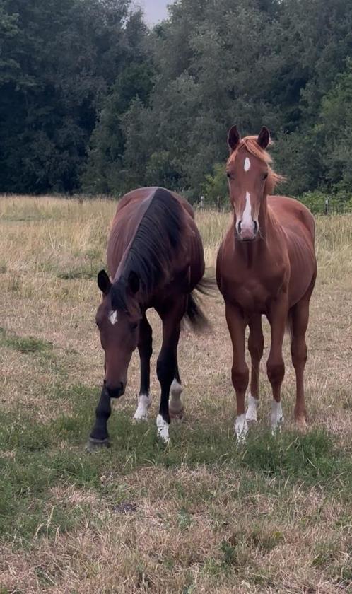 Jaarling dressuurhengst, Dieren en Toebehoren, Paarden, Hengst, Niet van toepassing, 165 tot 170 cm, 0 tot 2 jaar, Dressuurpaard