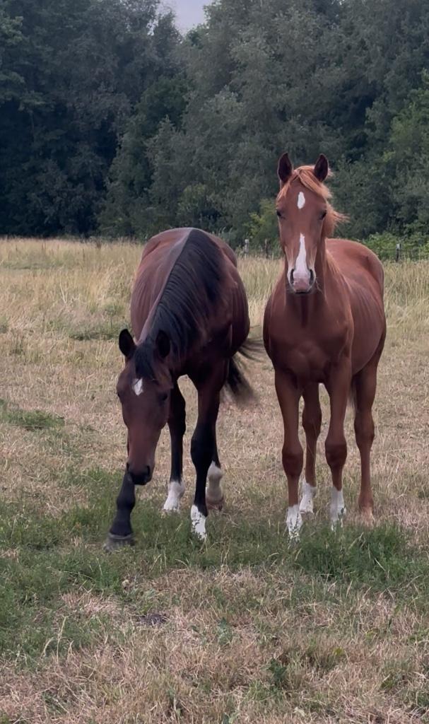 Jaarling dressuurhengst, Dieren en Toebehoren, Paarden, Hengst, Niet van toepassing, 165 tot 170 cm, 0 tot 2 jaar, Dressuurpaard