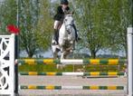 Sprinpony D, 11 jaar oud. Klaar op 120 cm, Dieren en Toebehoren, Pony's, Z, Springpony, 11 jaar of ouder, D pony (1.37m tot 1.48m)
