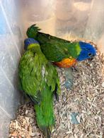 Lori EAM a reserver, Meerdere dieren, Papegaai, Tam