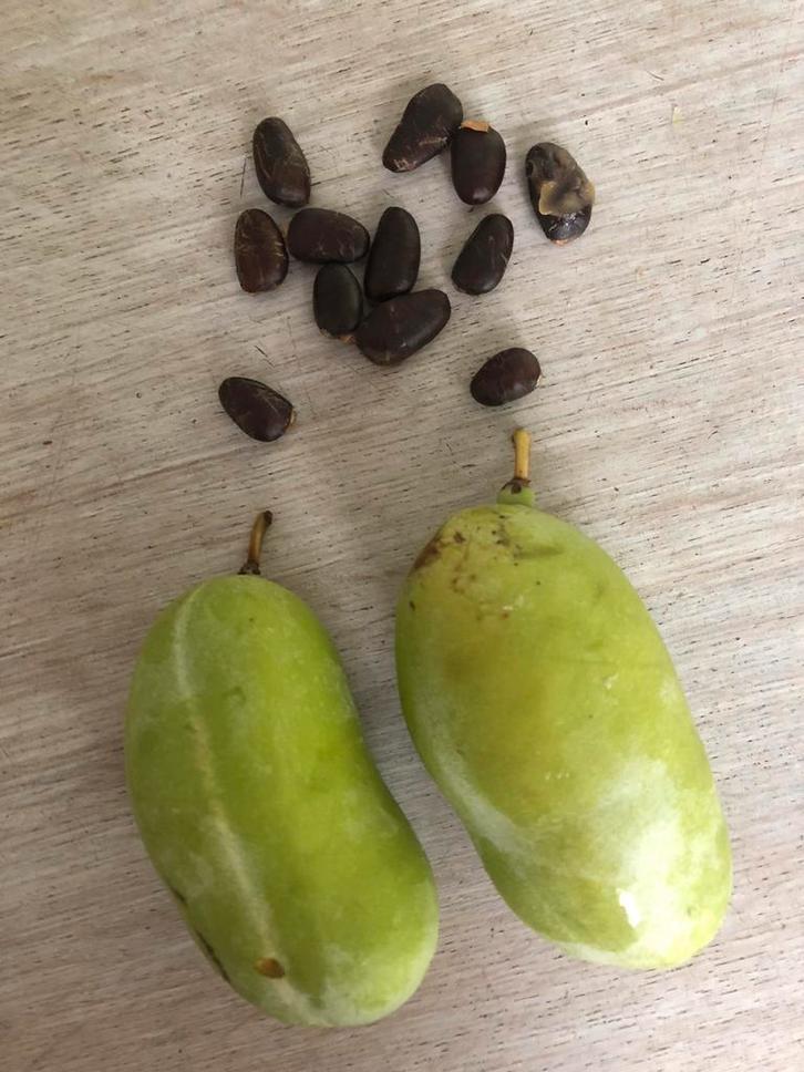 Paw paw Asima Triloba ‘ prima 1216’, Tuin en Terras, Bloembollen en Zaden, Ophalen of Verzenden