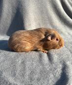 Cavia mannetje zalmagouti, Cavia, Mannelijk, Tam, September