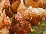 Bruine legkippen, Dieren en Toebehoren, Pluimvee