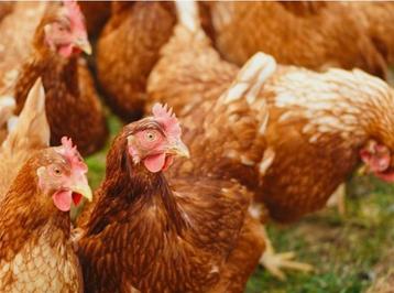 Bruine legkippen beschikbaar voor biedingen