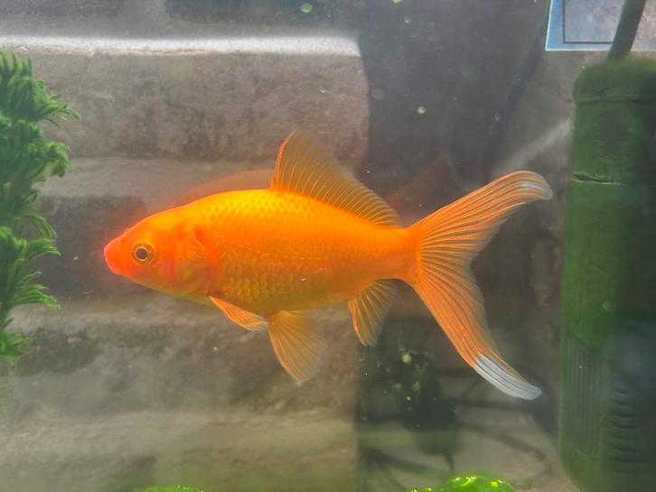 Goudvis (komeetstaart) gratis, Dieren en Toebehoren, Vissen | Vijvervissen, Goudvis(sen)