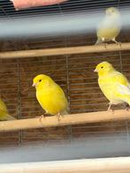 Kanarie geel, Dieren en Toebehoren, Vogels | Kanaries, Meerdere dieren, Zangkanarie