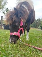 Mini paardje, merrie, lieve recreatiepony / weidemaatje,bont, Dieren en Toebehoren, 0 tot 2 jaar, Zadelmak, A pony (tot 1.17m)