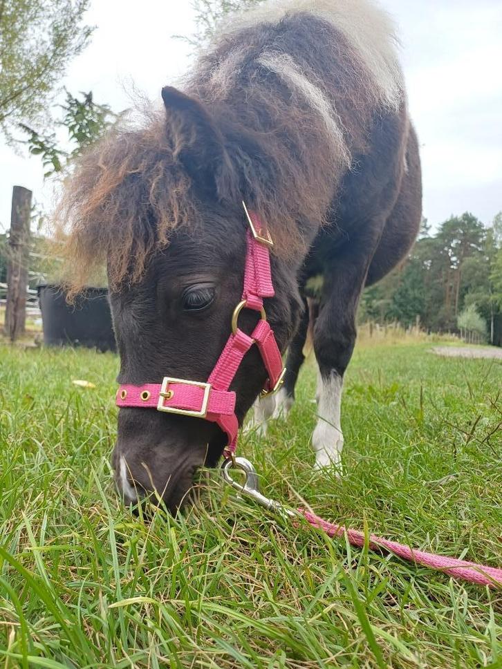 Mini paardje, merrie, lieve recreatiepony / weidemaatje,bont, Dieren en Toebehoren, Pony's, Merrie, Zadelmak, A pony (tot 1.17m)