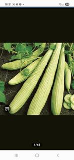Bio komkommer zaden van Turkije (5 stuks voor 1 euro), Tuin en Terras, Ophalen