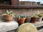 Cactussen inclusief pot, Tuin en Terras, Ophalen of Verzenden