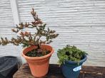startplanten bonsai, Ophalen
