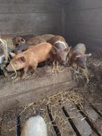 Biggen te koop, Dieren en Toebehoren, Meerdere dieren, Varken, 0 tot 2 jaar