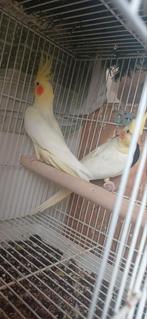 koppel valkparkieten, Dieren en Toebehoren, Vogels | Parkieten en Papegaaien