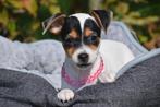 Jack Russell pups pups geboren in Belgie alle kleuren, Dieren en Toebehoren, België, Jack Russell Terriër, 8 tot 15 weken, Meerdere