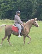 Palomino merrie Welsh-Arabier 15 jaar, Dieren en Toebehoren, Merrie