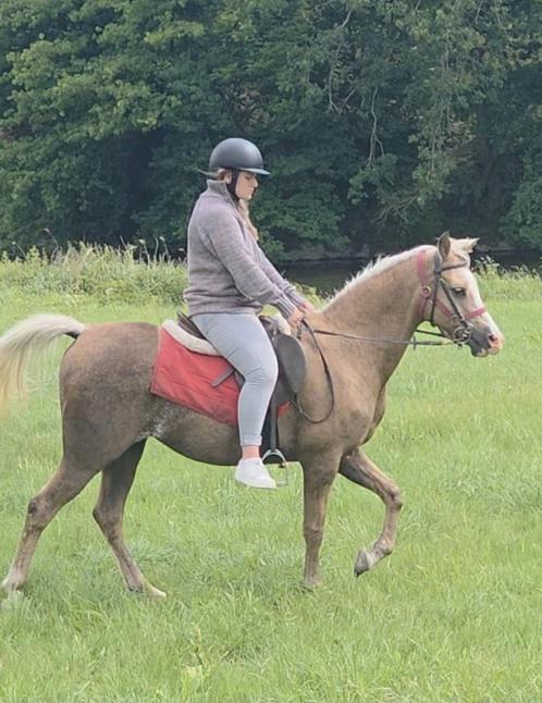 Palomino merrie Welsh-Arabier 15 jaar, Dieren en Toebehoren, Paarden, Merrie