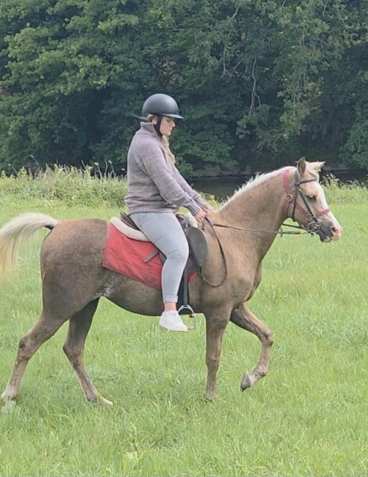 Palomino merrie Welsh-Arabier 15 jaar, Dieren en Toebehoren, Paarden, Merrie