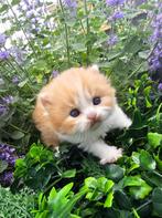 Brits Langhaar rood bicolor katertje, Dieren en Toebehoren, Katten en Kittens | Raskatten | Langhaar, Kater, Gechipt, 0 tot 2 jaar