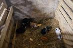 4 dwerg hangoor konijntjes, Dieren en Toebehoren, Konijnen, Meerdere dieren, Dwerg, Hangoor, 0 tot 2 jaar