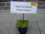 exotische planten, Ophalen of Verzenden