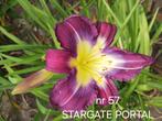 Hemerocallis  STARGATE PORTAL, Ophalen of Verzenden, Winter