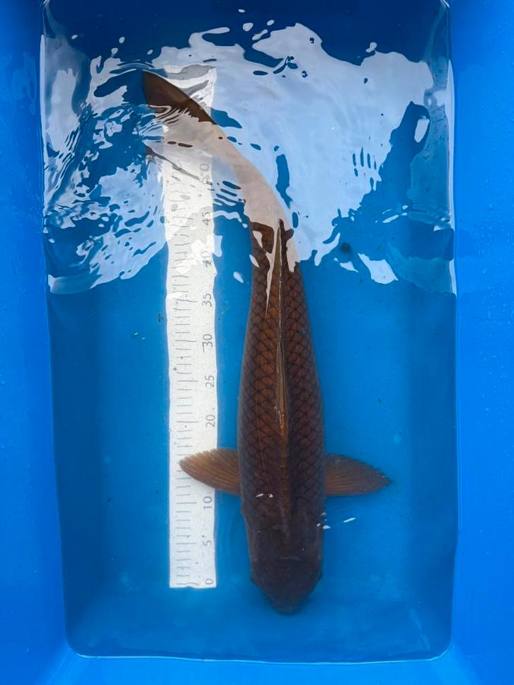 Chagoi / nisai - 60 cm, Dieren en Toebehoren, Vissen | Vijvervissen