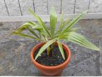 planten, Overige soorten, Volle zon, Vaste plant, Ophalen of Verzenden