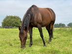 Quarter merrie, fokmerrie, Dieren en Toebehoren, Paarden, Merrie