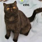 Exotic Shorthair (chocolade) kitten te koop, Dieren en Toebehoren, Kater, Gechipt, 0 tot 2 jaar