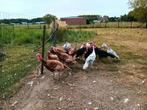 Rode ardenner kalkoen haan, Kalkoen