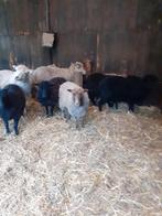 Ouessant ooitjes, Dieren en Toebehoren