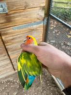 Koppel roseicollis, Dieren en Toebehoren, Vogels | Parkieten en Papegaaien, Dwergpapegaai of Agapornis