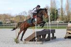 Paard te koop, Dieren en Toebehoren, Paarden, Merrie, Springpaard, L, 11 jaar of ouder