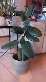 Ficus Elastica, Maison & Meubles, Plantes d'intérieur, Ficus, Moins de 100 cm, Enlèvement, Plante verte
