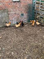 Krielkippen, Dieren en Toebehoren, Pluimvee, Meerdere dieren, Kip