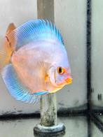 Blu diamond discusvissen 10-12 cm, Dieren en Toebehoren, Vissen | Aquariumvissen